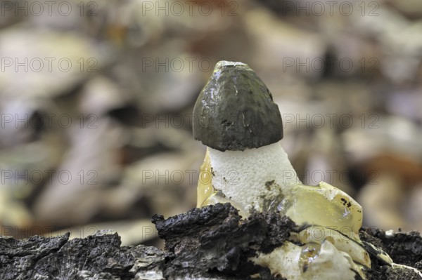 Common stinkhorn (Phallus impudicus), dickes-nipes emerging in autumn forest