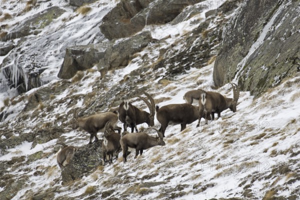 Herd of male Alpine ibexes (Capra ibex) foraging on mountain slope in the snow in winter, Gran