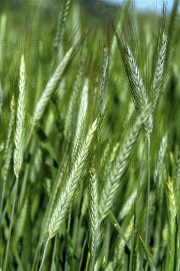 Close up of an ear of barley (hordeum vulgare) in a field. Auvergne Rhone Alpes. France