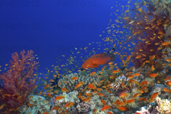 Jewel Grouper (Cephalopholis oligosticta), Hemprich's Tree Coral (Dendronephthya hemprichi) and
