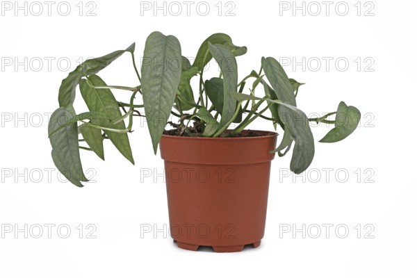 Tropical 'Epipremnum Pinnatum Cebu Blue' houseplant with silver-blue leaves in flower pot on white