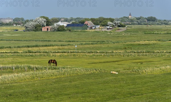 Pastures in the marshland near Westerhever, Eiderstedt Peninsula, Schleswig-Holstein, Germany,