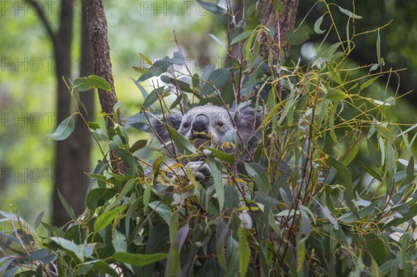 Koala (Phascolarctos cinereus), Lone Pine sanctuary, Brisbane, Queensland, Australia, Oceania