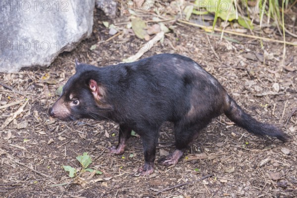 Tasmanian devil (Sarcophilus harrisii), Lone Pine sanctuary, Brisbane, Queensland, Australia,