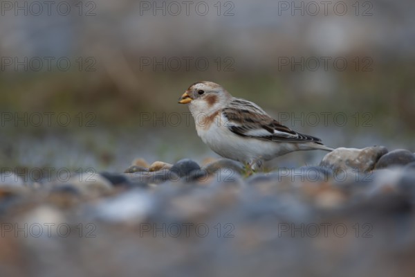 Snow bunting (Plectrophenax nivalis) adult bird on a shingle beach, Norfolk, England, United