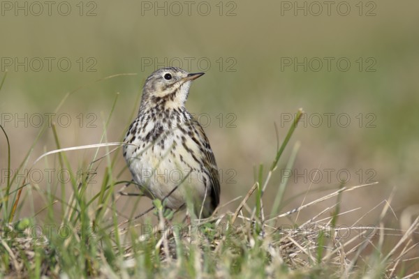 Raps (Anthus pratensis), in breeding territory, animal in dune vegetation, Lower Saxony Wadden Sea