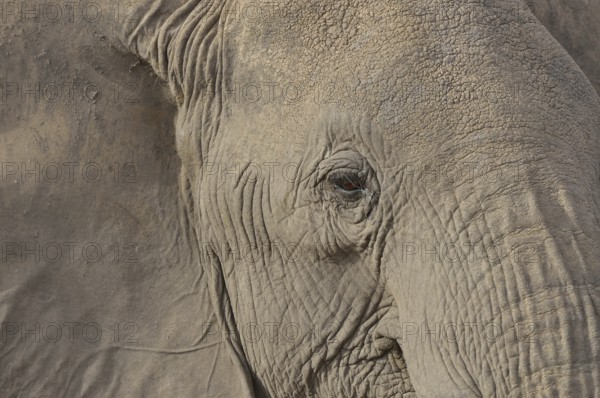 African Bush Elephant (Loxodonta africana), portrait, Amboseli National Park, Rift Valley Province,