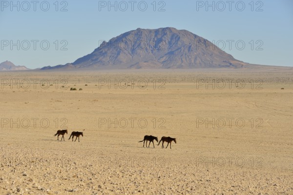 Namib desert horses (Equus ferus) in desert, near watering hole at Garub, Aus, Karas Region,