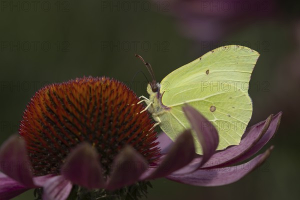 Brimstone (Gonepteryx rhamni) butterfly adult male feeding on a garden Coneflower (Echinacea