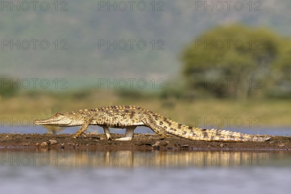 Nile crocodile (Crocodylus niloticus) walking on a sandbank, Kwazulu Natal Province, South Africa,