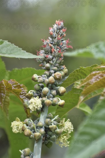 Flowers of the castor oil plant (Ricinus communis), a spurge plant from which castor oil is