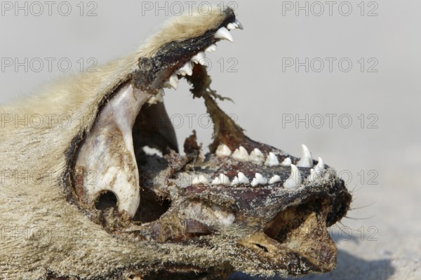 Seal (Phoca vitulina), found dead on the beach, detail of the head of a dead seal, Lower Saxony