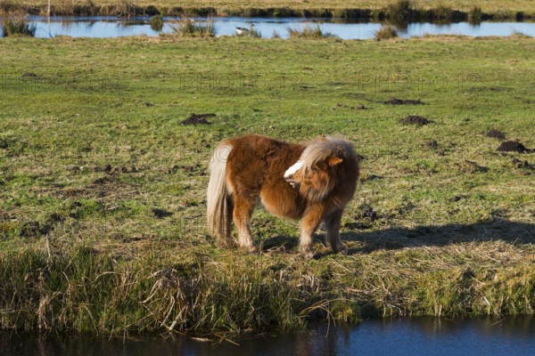 Horse (Equus) looking backwards, Shetland Pony, Earnewald, Eernewoude, Friesland, Fryslân,