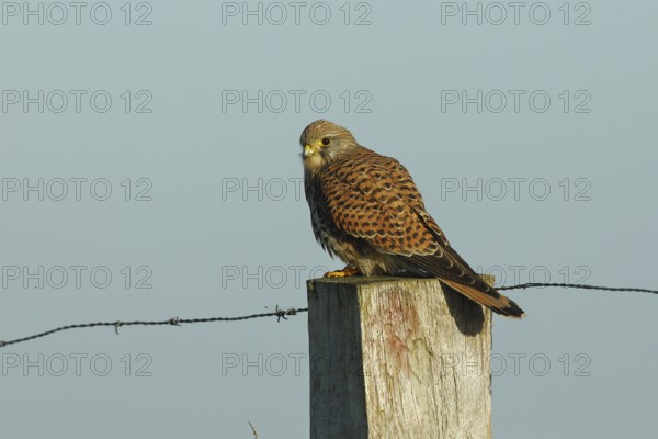 Common kestrel (Falco tinnunculus), sitting on a post of a pasture fence, North Rhine-Westphalia,