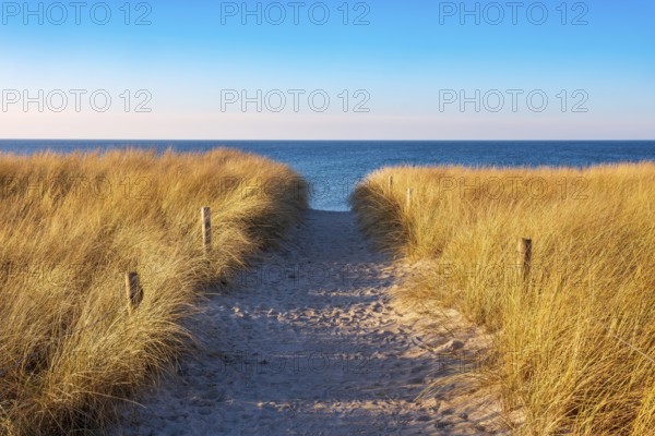 Beach access at the Baltic Sea in the evening light, path through dunes to the beach, beach grass