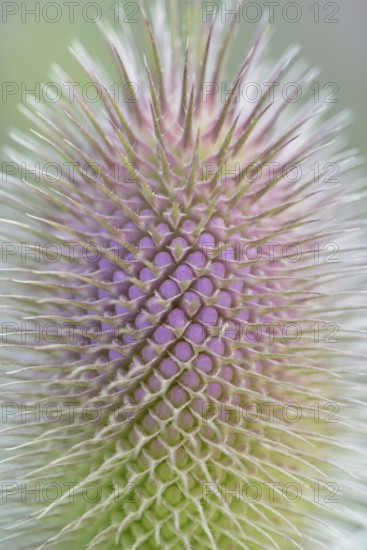 Wild teasel (Dipsacus fullonum), inflorescence in front of flowering, close-up, North