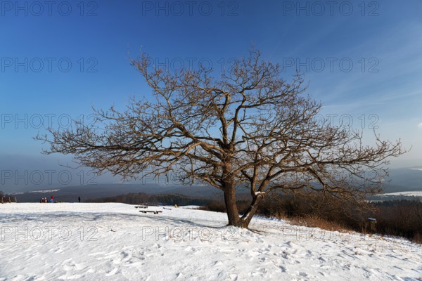 Bare solitary oaks on snow-covered peak, sunny winter weather, Köterberg, Lügde, Weserbergland,