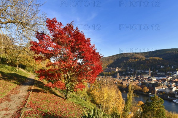 Red maple tree at famous path with public gardens called 'Philosophenweg' in Heidelberg city in