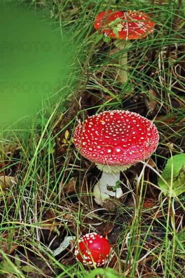 Fairytale toadstool (Amanita muscaria) in autumn in the forest, Saxony, Germany, Europe