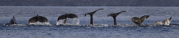 Humpback whale (Megaptera novaeangliae), Strait of Magellan, Patagonia, Chile, South America