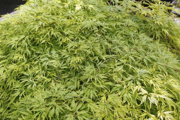 Green slit maple (Acer palmatum 'Dissectum Viridis'), slit fan maple, shrub-like tree with
