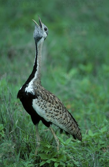 Black-bellied Bustard, Ngorongoro Crater, Tanzania (Eupodotis melanogaster), Black-bellied Bustard,