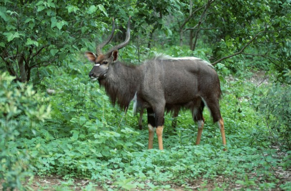 Nyala, male, Kruger National Park, South Africa (Tragelaphus angasi), lowland nyala, Kruger