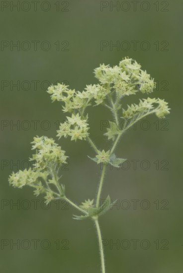 Garden lady's mantle (Alchemilla mollis)
