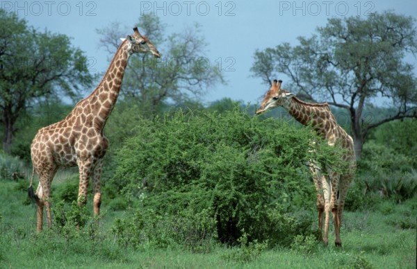Cape Giraffes (Giraffa camelopardalis giraffa), Kruger national park, South_Africa