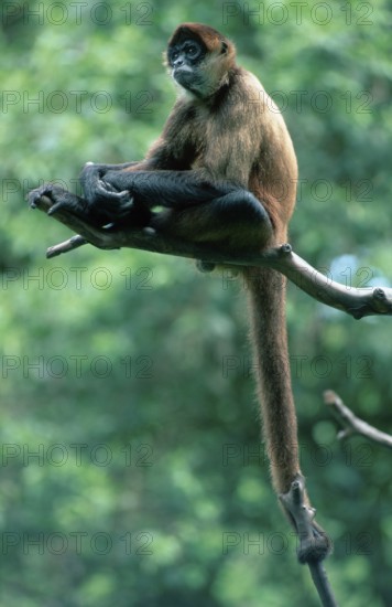 Black-handed Geoffroy's spider monkey (Ateles geoffroyi)