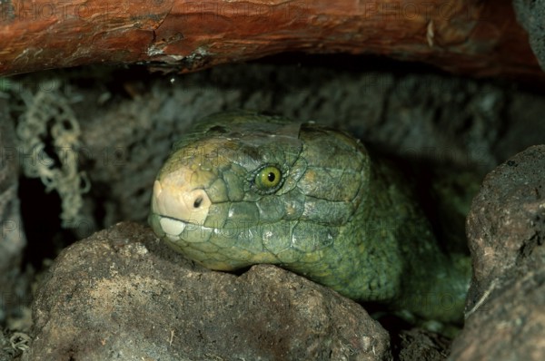 Solomon Island Skink (Corucia zebrata), Solomon Tiliquine Skink