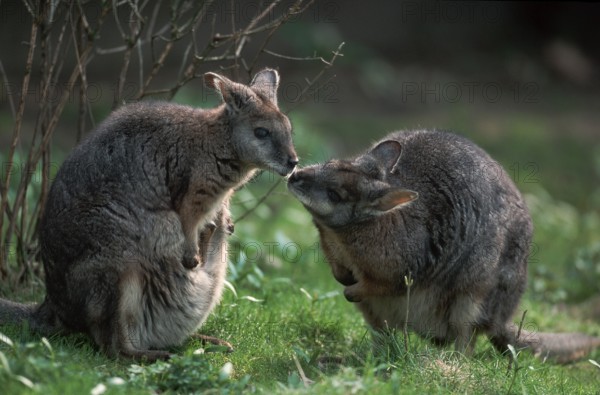 Tammar wallabies, pair (Wallabia eugenii)