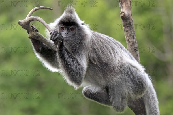 Silver leaf monkey, Labuk Bay, Sabah, Borneo (Presbytis cristatus), Silvery silvery lutung