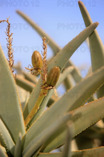 Quiver tree (Aloe dichotoma)