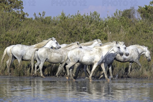 Camargue horses, Camargue, Provence, South of France, Camargue horse, grey, lateral