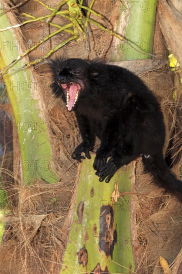 Black lemur (Eulemur macaco), male, Nosy Komba, Madagascar, Africa