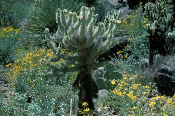 Teddybear Cholla, Arizona, USA (Opuntia bigelovii)