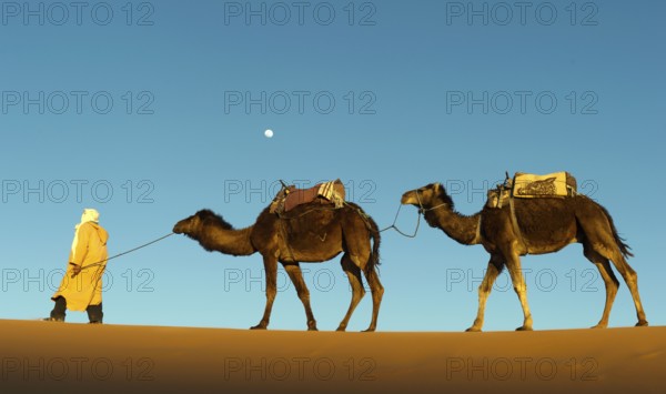 Morocco, camel driver, Berber, Erg Chebbi desert, dunes, Africa