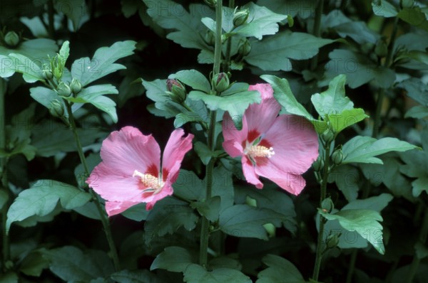 Rose of sharon (Hibiscus syriacus)
