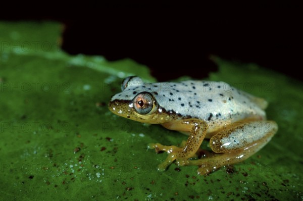 Madagascan Frog, Madagascar (Heterixalus punctatus), frogs