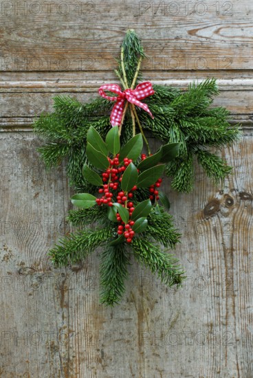 Holly (Ilex aquifolium) , twig, leaves and berries, old wooden door, piercing tube, Christmas