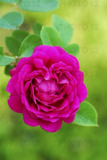 Bourbon Rose Gypsy Boy