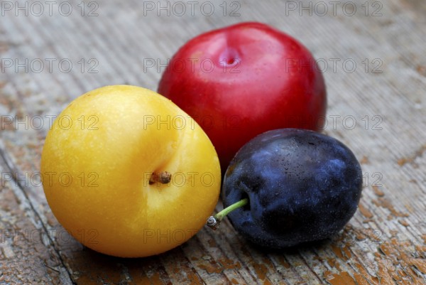 Yellow, red and blue Plums ( Prunus domestica) , Plum, plum, plum