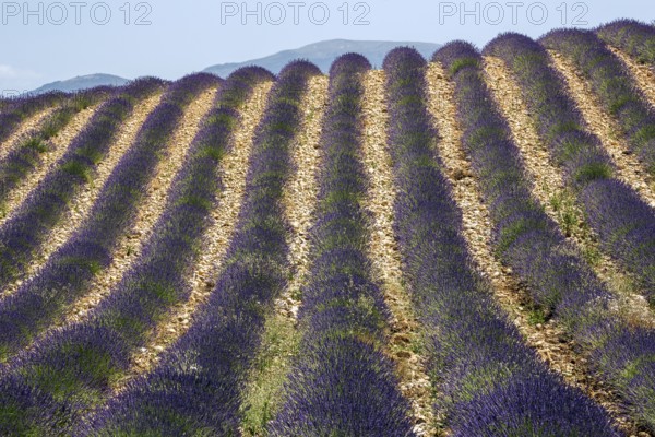 Lavender field, flowering true lavender (Lavandula angustifolia), near Valensole, Provence,