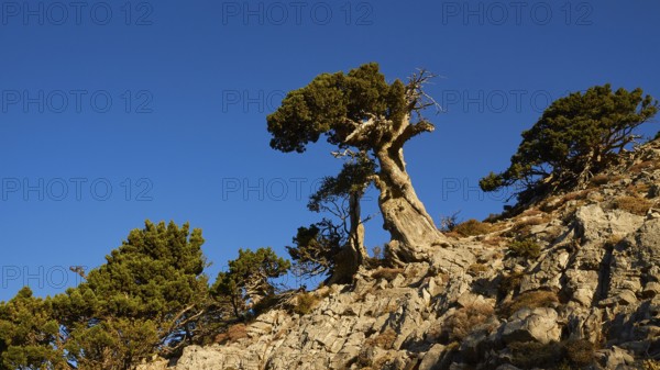Bizarre gnarled tree, boulders, Gingilos, hiking on the Gingilos, morning light, cloudless blue