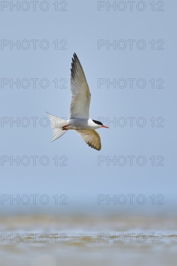 Elegant tern (Thalasseus elegans) flying in the sky above the sea, hunting, ebro delta, Catalonia,