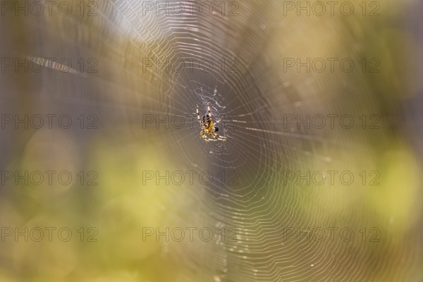 Cross spider (Araneus) in a spider web