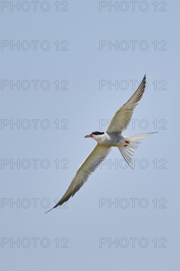 Elegant tern (Thalasseus elegans) flying in the sky above the sea, hunting, ebro delta, Catalonia,