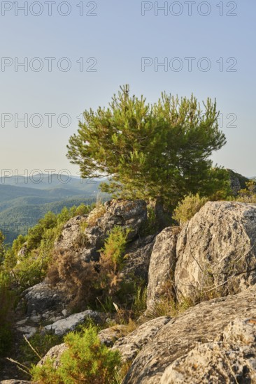 Scots pine (Pinus sylvestris) at Mount "La Talaia del Montmell" at evening, Catalonia, Spain,