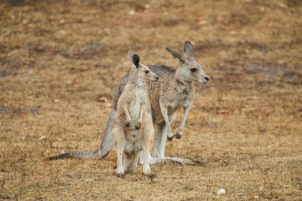 Eastern grey kangaroos (Macropus giganteus) standing on a tried up meadow, raining, Bavaria,